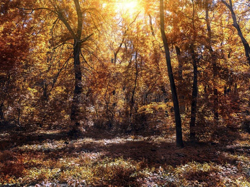 Small clearing in the autumn forest lit by the sun