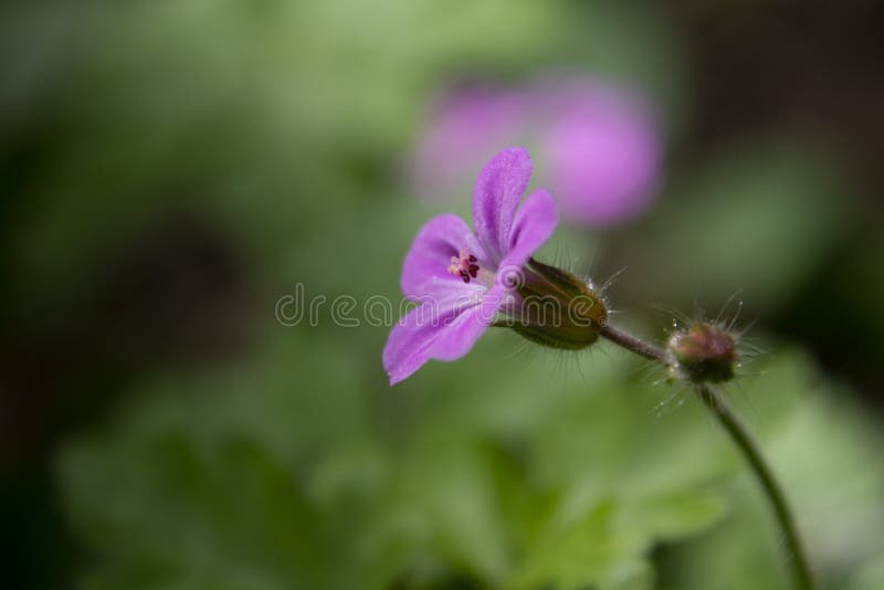Pink flower photographed in profile stock photos Pink flower photographed in profile stock photos