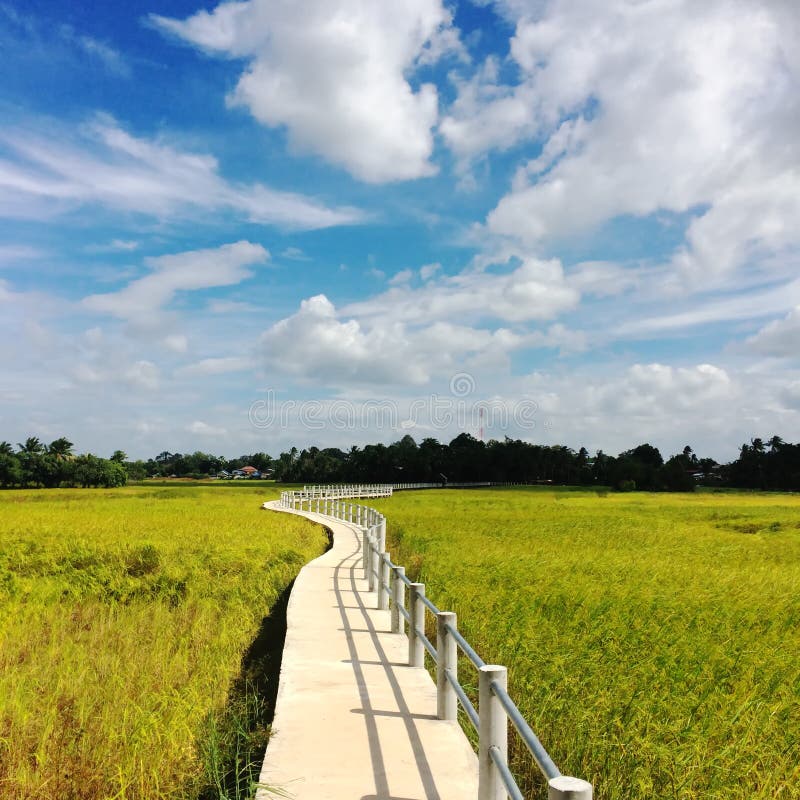 Small concrete bridge walkway through golden rice fields with clouds and blue sky.