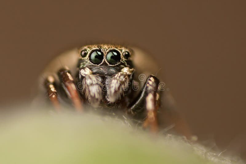 Jumping Spider Looking at the Camera Stock Photo Image of brown