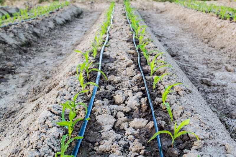 Young Corn in Field with Drip Irrigation Stock Photo Image of corn