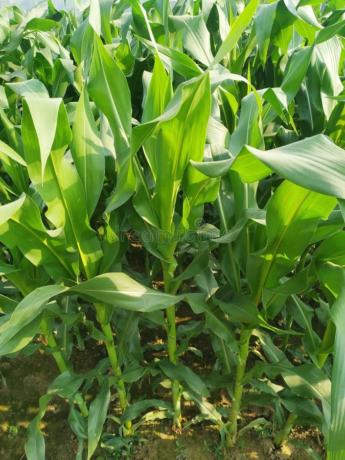 Small Corn Plant in the Farm Natural. Nepal Stock Image Image of