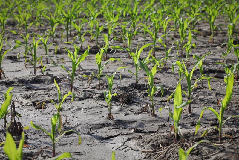 Small corn plants in field after flood stock image Small corn plants in field after flood stock image