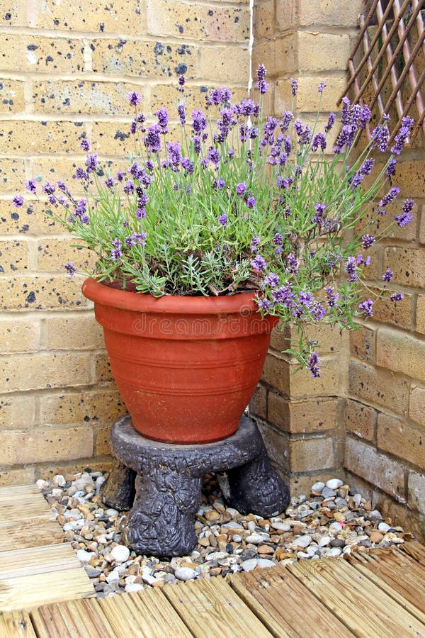 Small cottage garden royalty free stock images