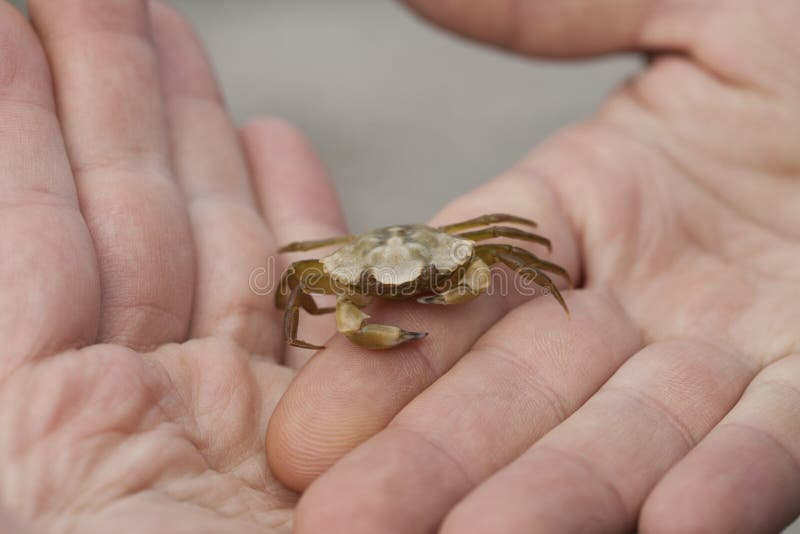 Small Crab Caught from a Beach Held in a Man`s Hands Stock Photo