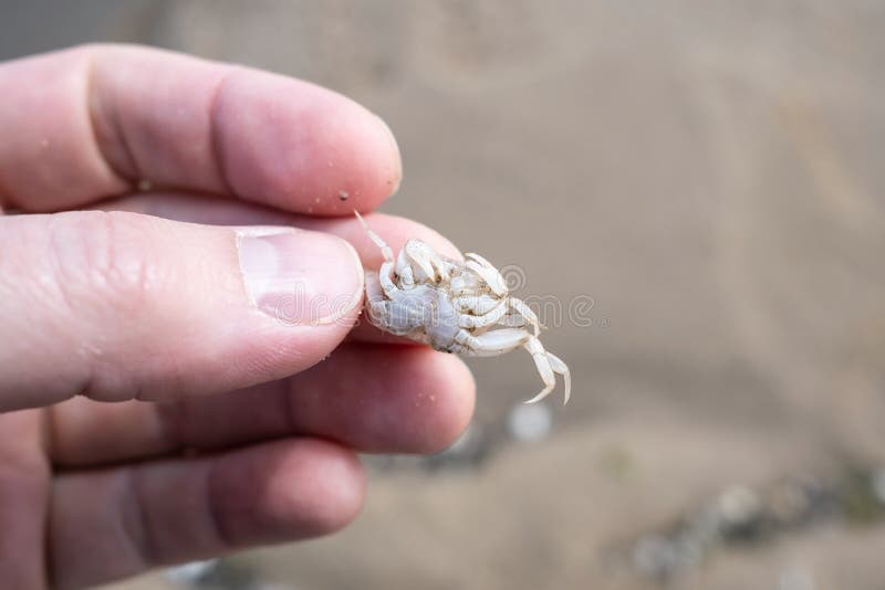 Small Crab in the Hands, Against the Background of Sand. Closeup