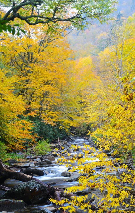 A small creek rushes through a changing landscape in early fall.