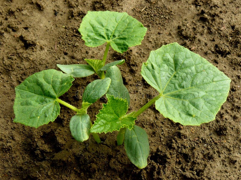 Small cucumber plants