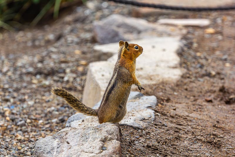 cute chipmunk on dirt and stone trail stands and stretches looking for food