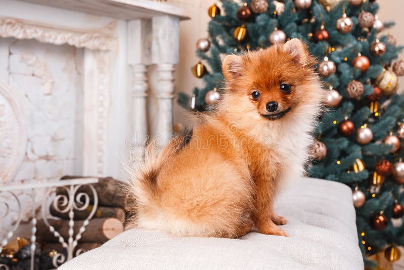 Small Cute Funny Pomeranian Dog Sitting At Sofa On Christmas Tree ...