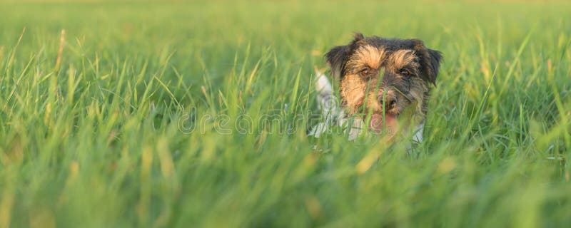 Little cute Jack Russell terrier hiding in high grass.  Cheeky dog stretches his head out of the grass