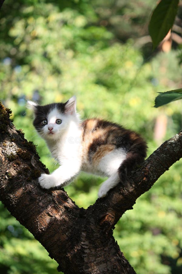 Small cute kitten climbing the tree stock photography