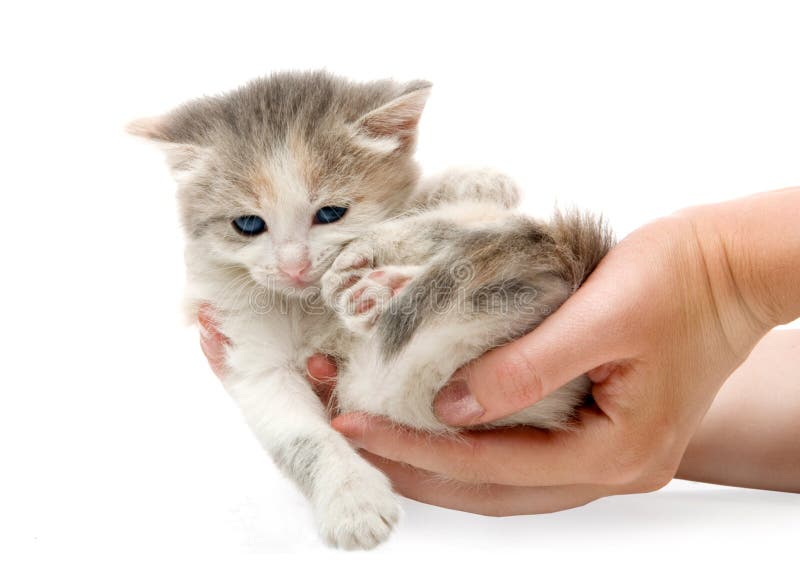 Small cute kitten , close-up