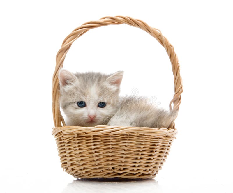 Small cute kitten sitting in a basket, close-up
