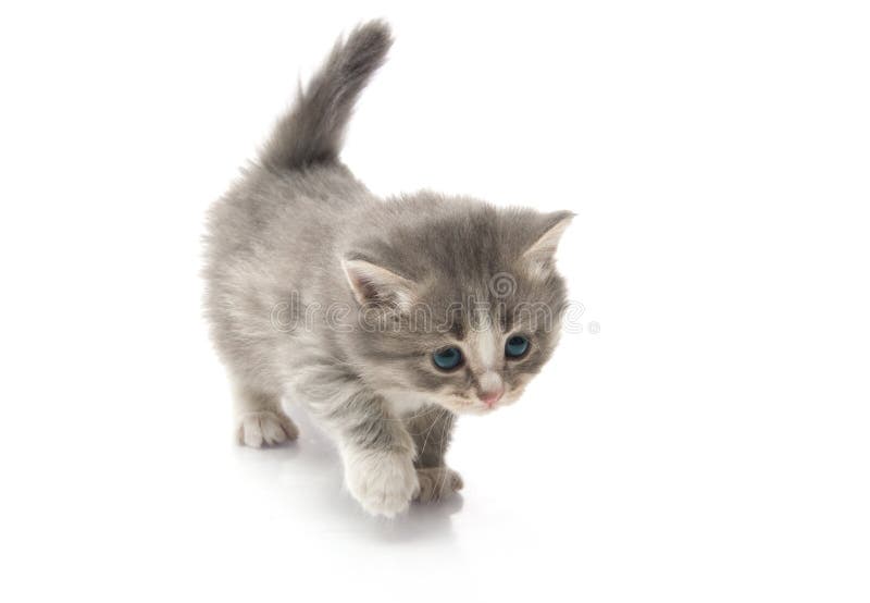 Small Cute Kittens Close Up Stock Photo Image Of Animal Face 19845146