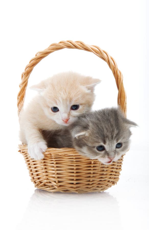 Small Cute Kittens Sitting in a Basket, Closeup Stock Image Image of