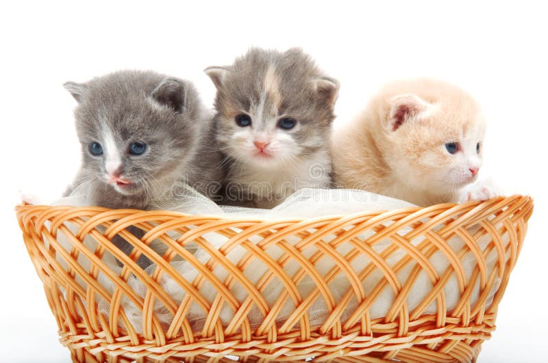 Small cute kittens sitting in a basket, close-up