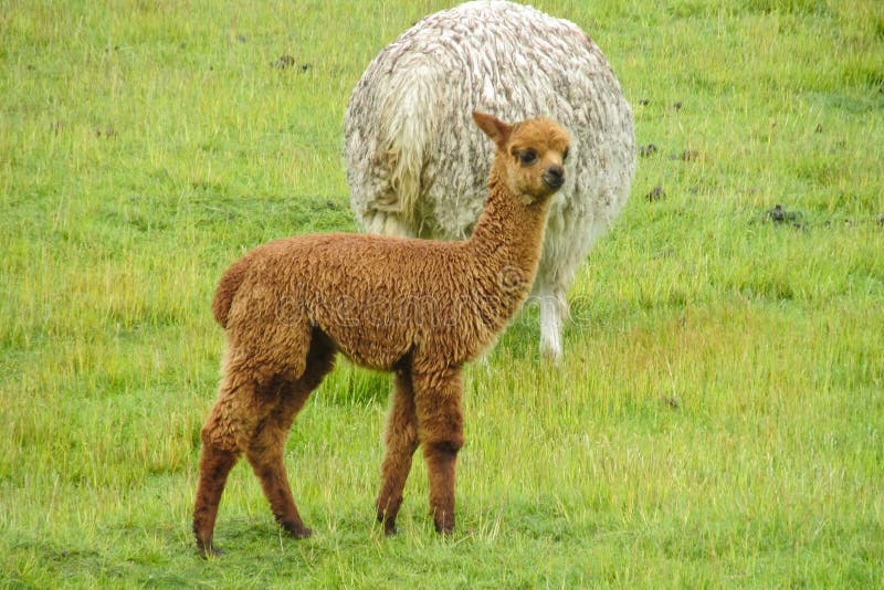 Small cute lama in a herd stock image. Image of furry 82926085
