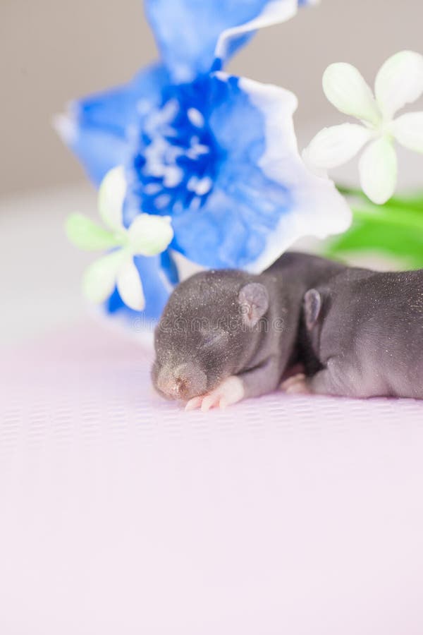 Small Mice Drink Milk From A Bowl. Many Rats Eat From One Plate Stock