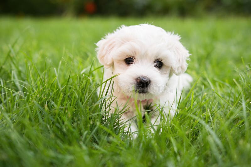 Small cute puppy of maltese dog sitting in the grass. Diffuse background. White fluffy fur.