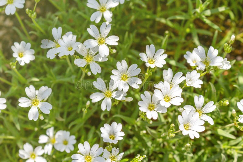 Small cute white flowers pattern in the garden. royalty free stock photo Small cute white flowers pattern in the garden. royalty free stock photo