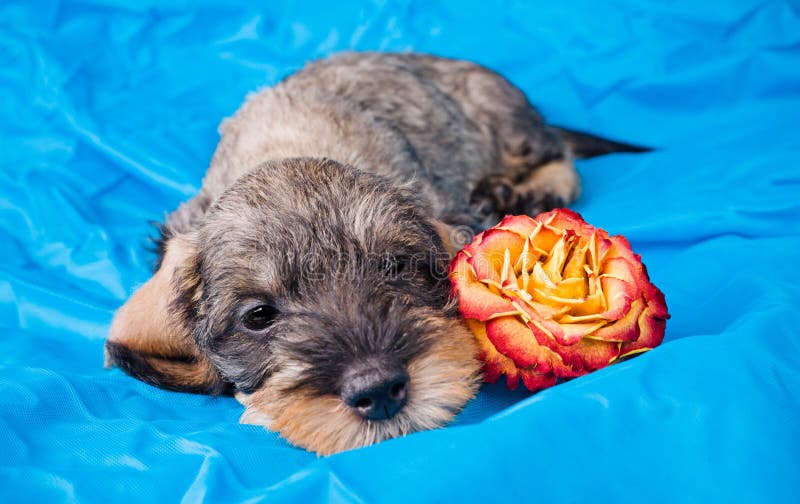 Small dachshund lying with a flower