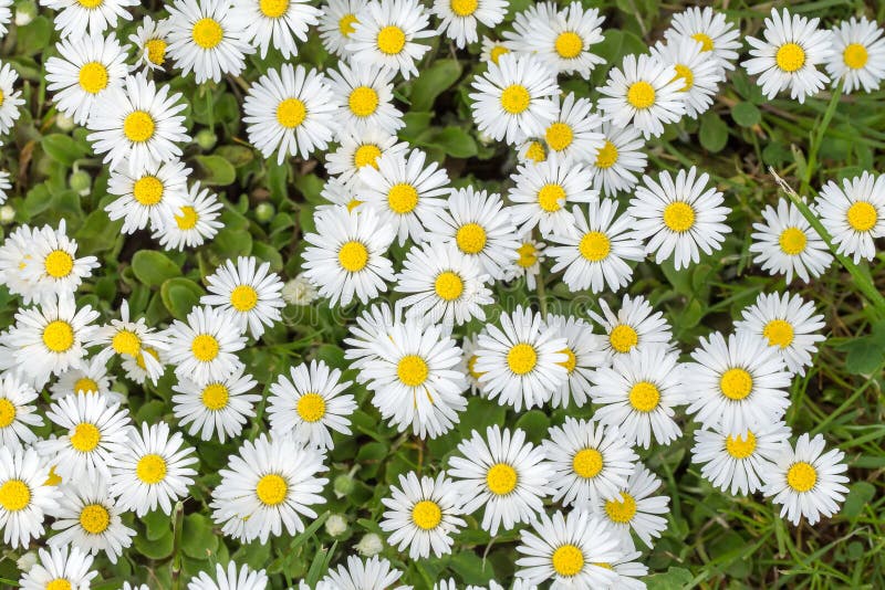 Small daisy flower stock image. Image of lawn, spring 54663845