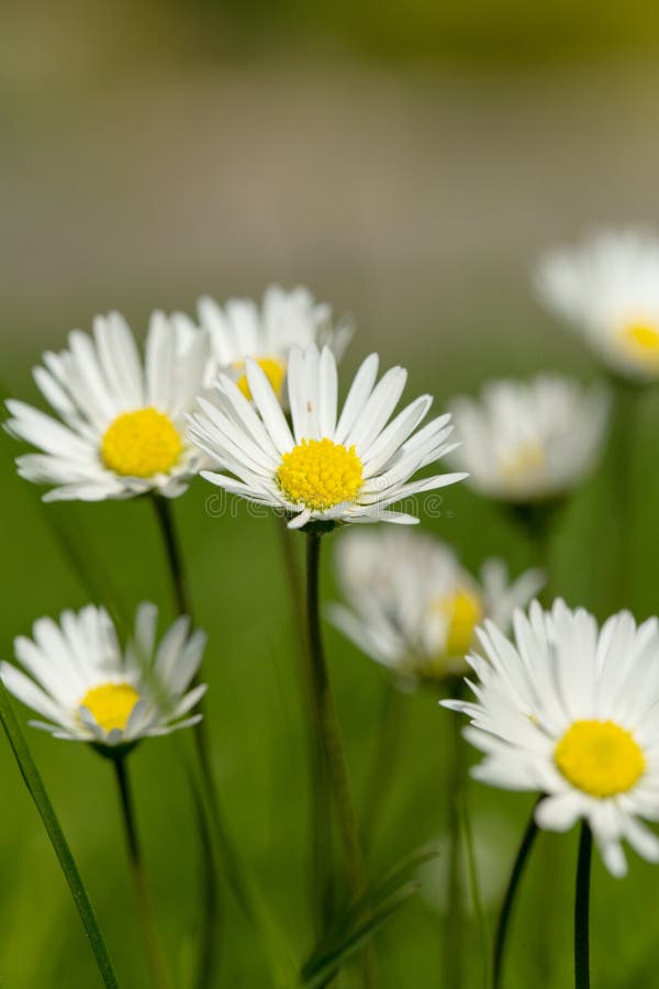 Small daisy flower stock image. Image of lawn, spring 54663845