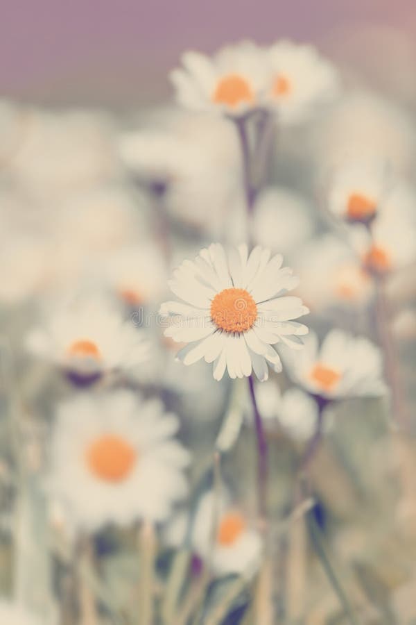 Small Daisy Flower in Spring Garden Stock Photo - Image of daisy ...