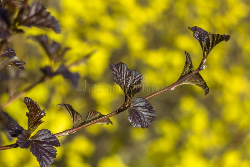 Small dark brown leaves on a branch close up on a blurred background of bright yellow flowers royalty free stock photos Small dark brown leaves on a branch close up on a blurred background of bright yellow flowers royalty free stock photos