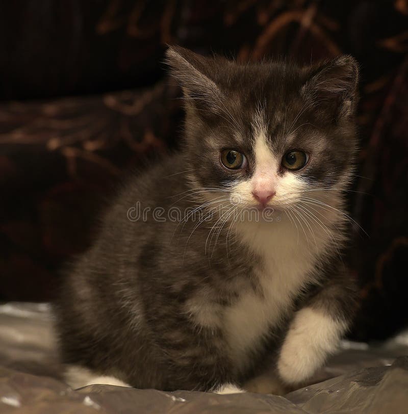 Small Dark Gray with White Kitten Stock Image - Image of kittenn, concentrate: 79210139