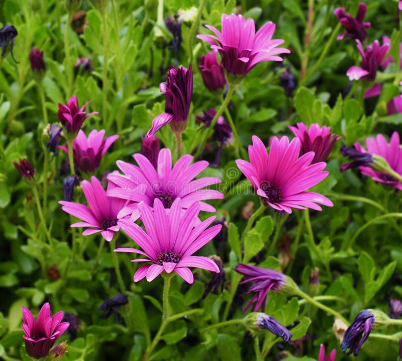 Small Dark Pink Composite Wild Flowers In Greece