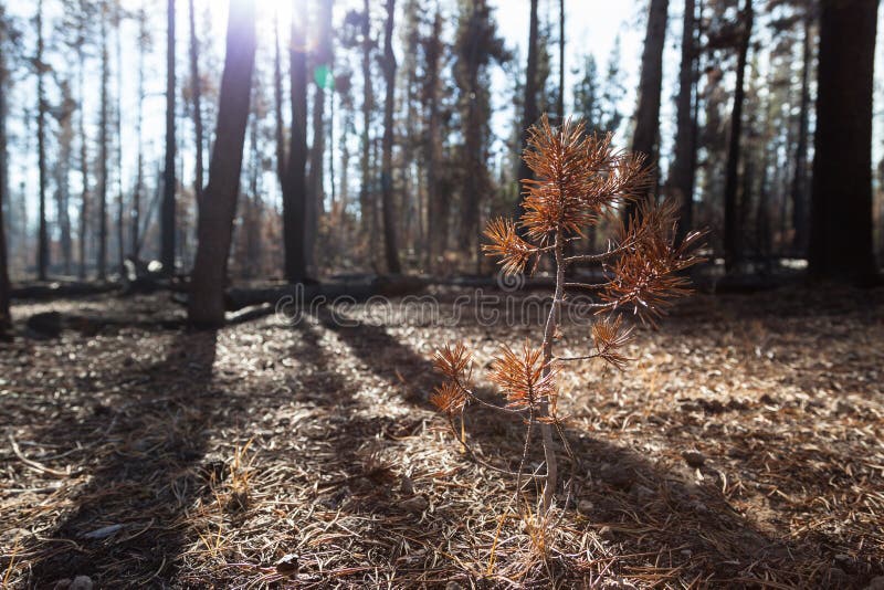 Small Dead Pine Tree