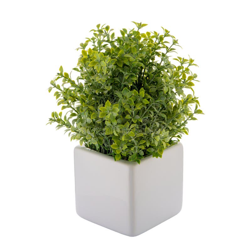 Small decorative plant stock image. Image of container 137869617