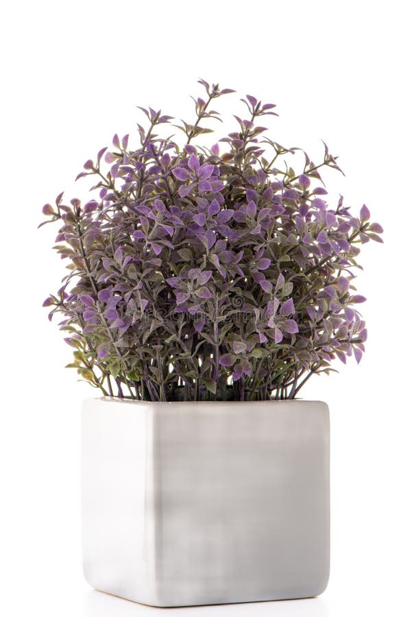 Small decorative plant stock image. Image of grow, artificial 237048213