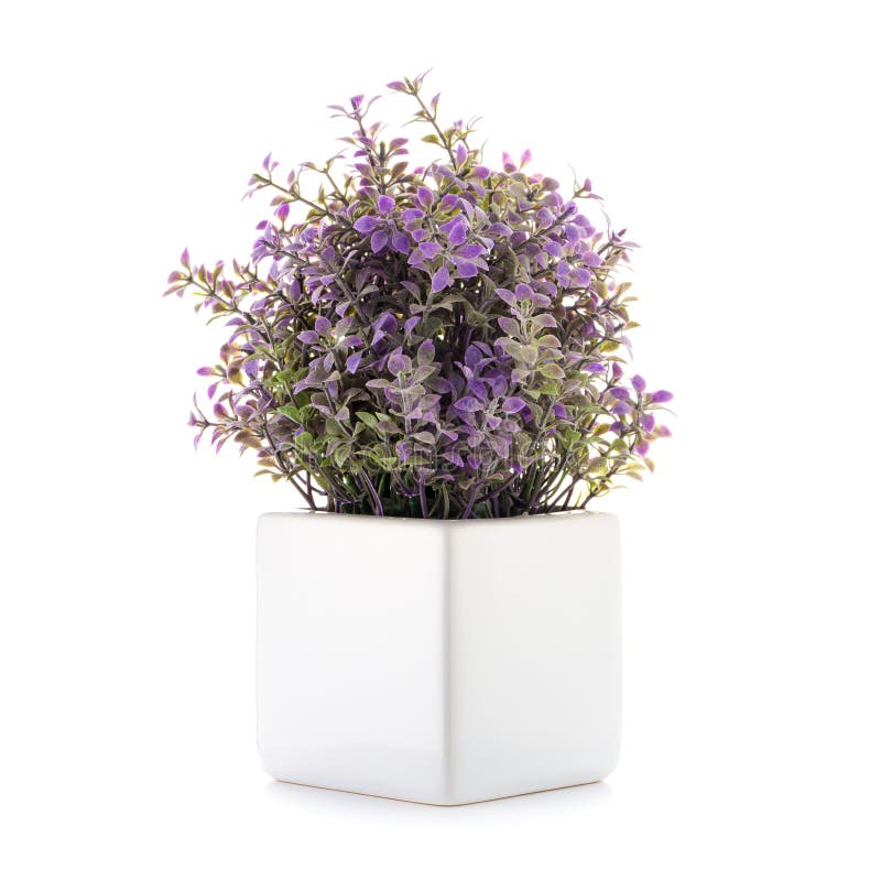 Small decorative plant stock photo. Image of decoration 105307416