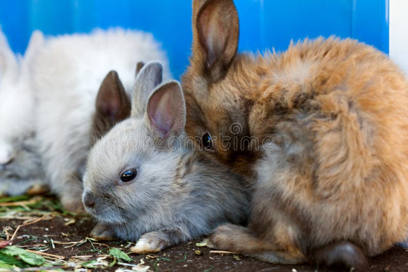 Small decorative rabbits. stock photo. Image of domestic 110750110
