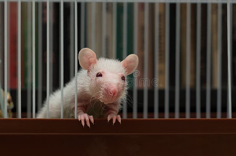 A Small Rat Sitting in an Iron Cage Stock Photo - Image of cage, decor:  162924344