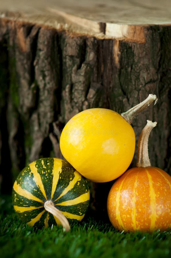 Decorative Striped Pumpkin Squash Stock Photo Image of yellow, mini