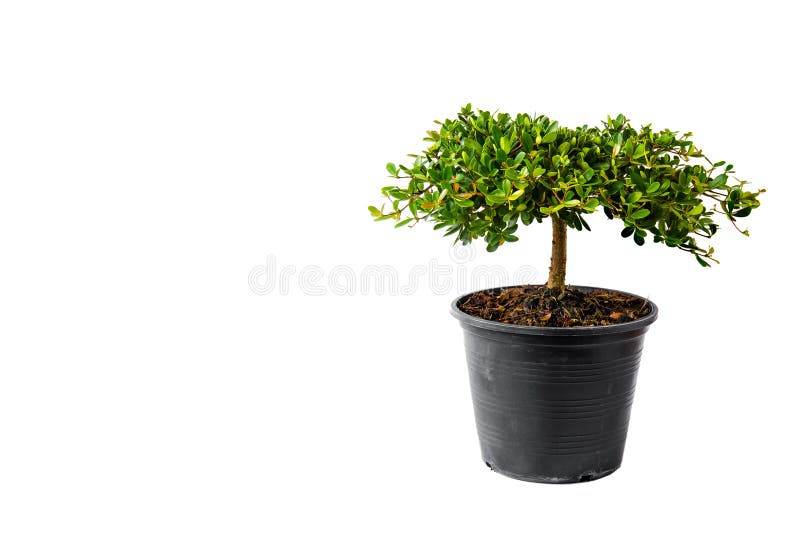 Small Decorative Tree, Little Tree in the Pots Isolated on White