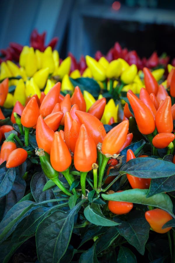 Small Decorative Yellow and Red Peppers in a Pot Stock Photo Image of