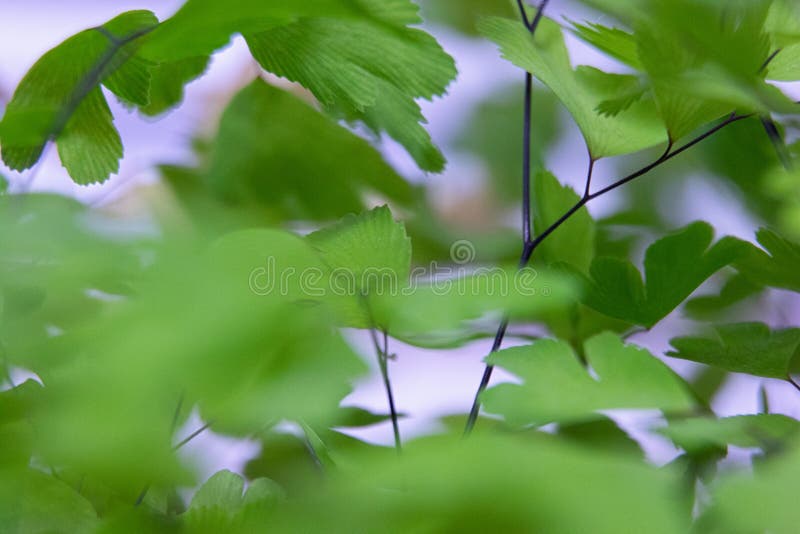 Small delicate Maiden hair fern leaves royalty free stock photography