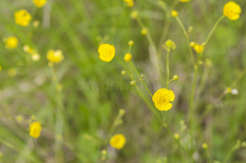 Small Delicate Yellow Flowers 2 Stock Image Image of flower, canola