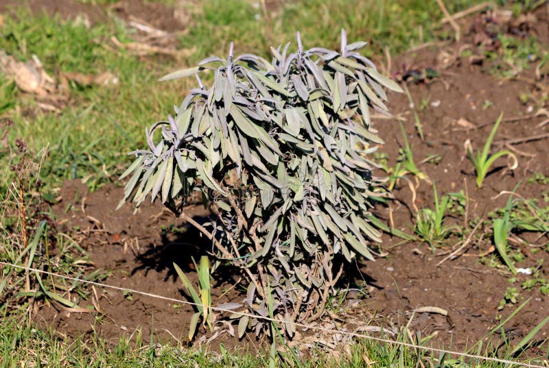 Small densely planted White sage or Salvia apiana evergreen perennial shrub plant growing in local home garden