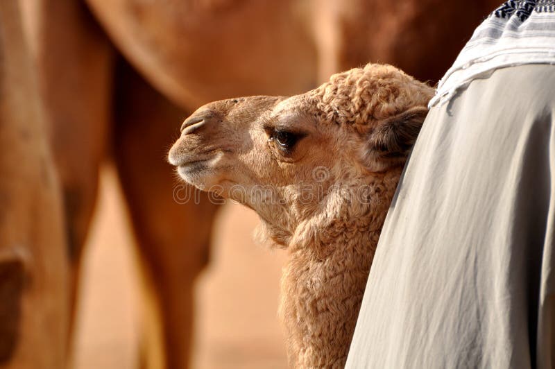 Desert camel stock photo. Image of sand, camel, deserted 30151514