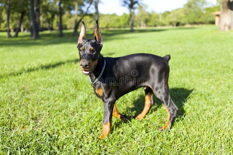 Can Dobermans Get Along With Small Dogs