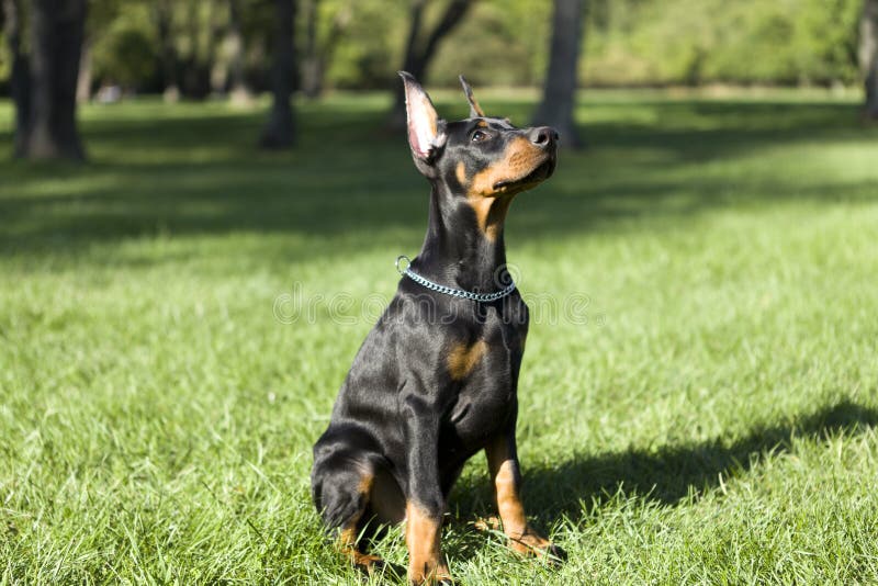 doberman dog small