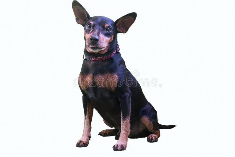 doberman small puppy