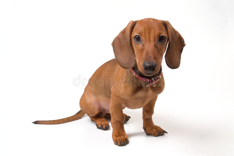 small bloodhound