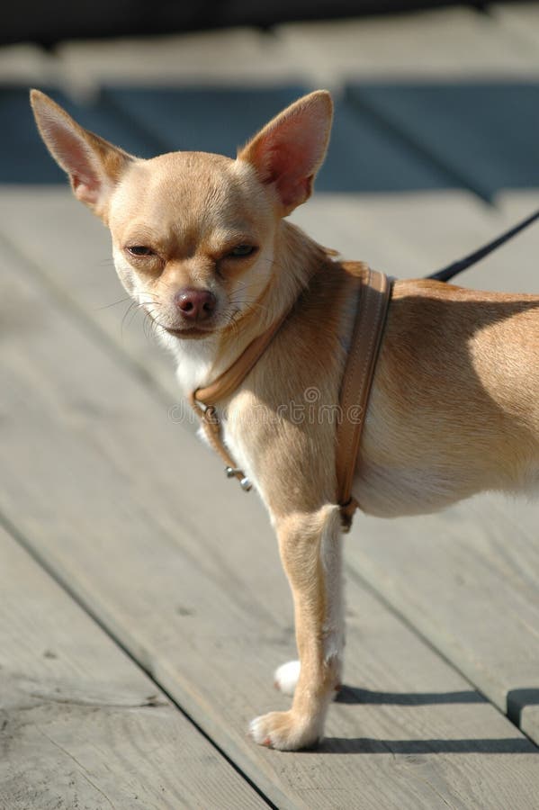 Small Dog, Big Ears Picture. Image: 1550403